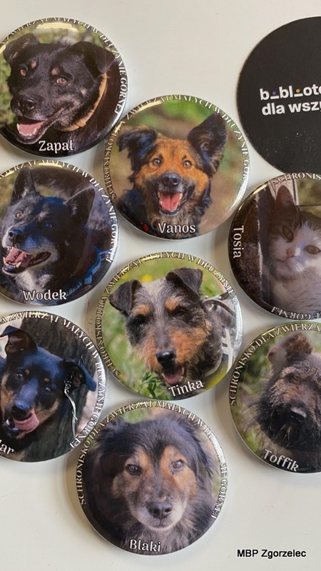 Zestaw okrągłych przypinek i&nbsp;magnesów z&nbsp;fotografiami psów i&nbsp;kotów będących podopiecznymi schroniska, ułożonych na białym tle; na przypinkach widoczne imiona zwierząt.